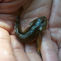 bullhead - Koppe
