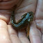 bullhead - Koppe