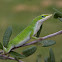 Green Anole