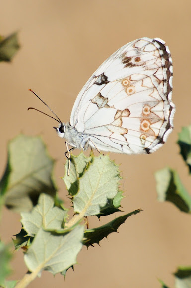 Spotting Image 1
