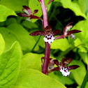 Orchid- Spotted Coralroot