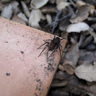 spider