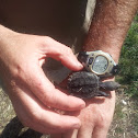 Snapping turtle
