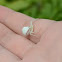 Flower Crab Spider