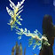 Furry Seahorse