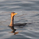 Double-crested Cormorant