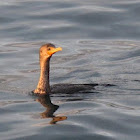 Double-crested Cormorant