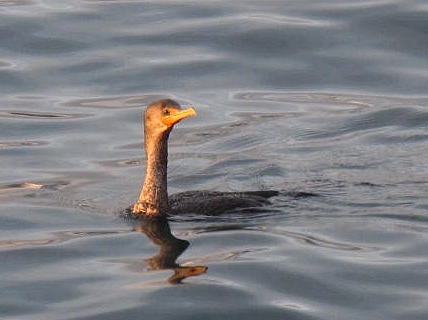 Spotting Image 1