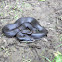 Eastern hognose snake
