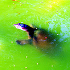 Florida Soft-shell turtle