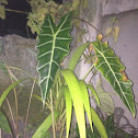 kris plant