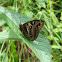 Oileus Owl butterfly