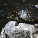 Red-eared slider
