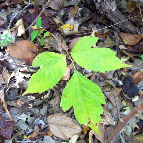 Spotting Image 1