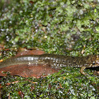 Seal Salamander