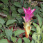 Siam Tulip