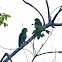 Yellow-lored Parrots