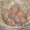 Robin family