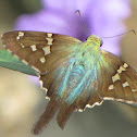Long-tailed skipper