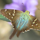 Long-tailed skipper