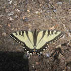 Eastern Tiger Swallowtail