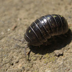 Common pill-bug