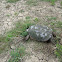 Common Snapping Turtle