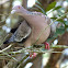 Picazuro Pigeon