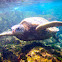 Green Sea Turtle