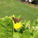 Skipper