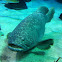 Giant Grouper