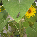 Grasshopper