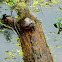 Painted Turtle