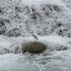 Snowy egret