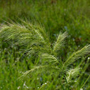 Walter's Barnyard Grass
