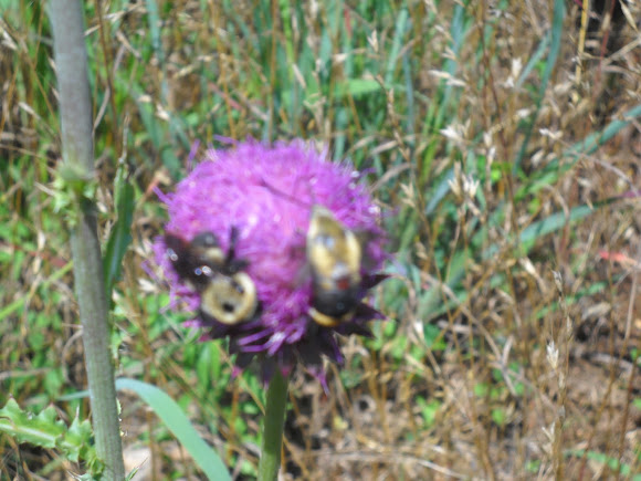 Spotting Image 1