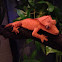 Crested Gecko