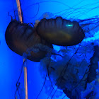 Atlantic sea nettle
