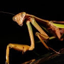 Praying Mantis
