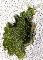 Elysia Clarki Slug