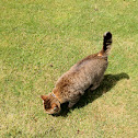 Domestic cat