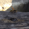 Yellow jacket