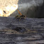 Yellow jacket
