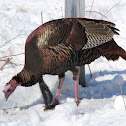 Wild Turkey