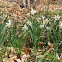 Narciso