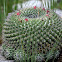 Mammillaria cactus