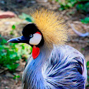 Crowned Crane