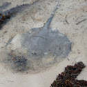 Stingray