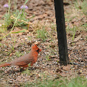 Male Northern Cardinal