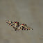 Spanish Festoon